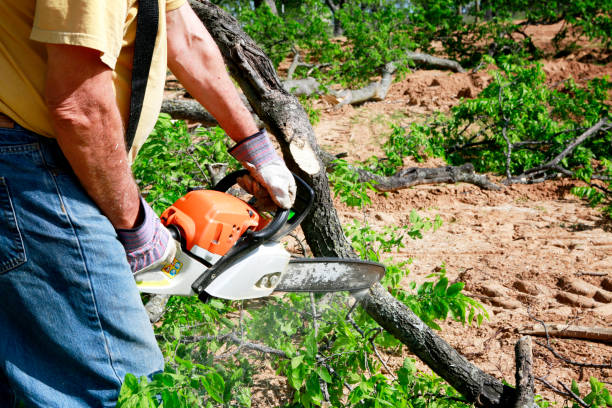 Best Affordable Tree Service  in Carteret, NJ